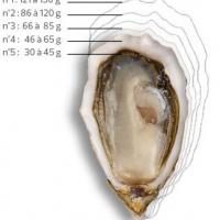 Le poids d'une huître et son calibre